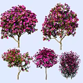 Blooming Trees with Purple Pink Flowers and Lush Canopies in Garden View