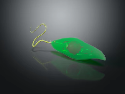 Green Leaf Shaped Euglena With Yellow Flagellum And Transparent Texture On Black Background With Reflection 3d model