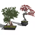 Green and Red Bonsai Trees with Lush Foliage in Black Ceramic Pots for Indoor Decor