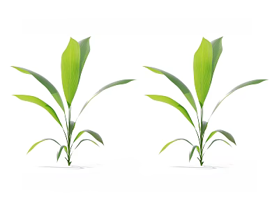 Green Plants With Broad Leaves And Slender Stems On White Background 3d model