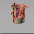Human Organ And Hair Follicle Cross Section With Blood Vessels And Tissue Layers