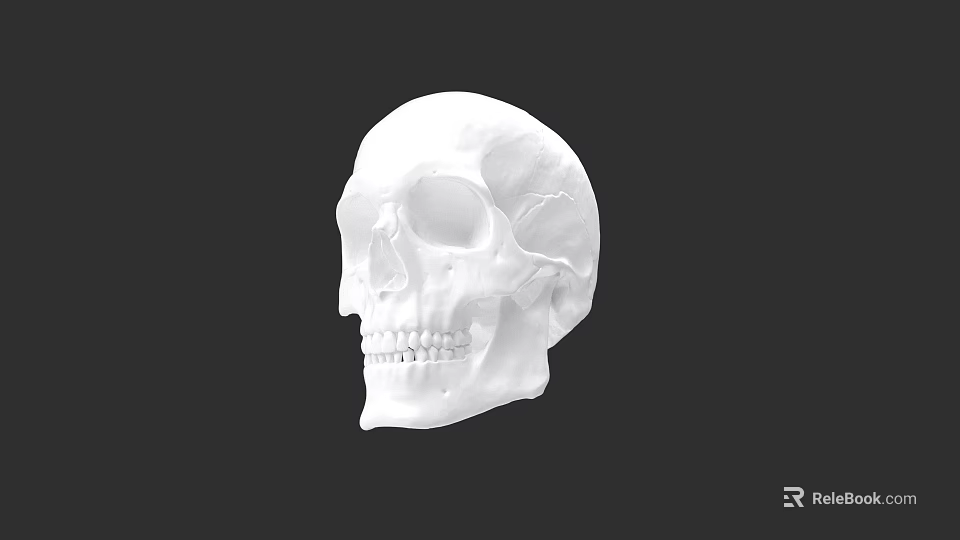 Anatomical Human Skull Model in White Color Isolated on Black Background 3d model 