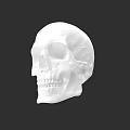 Anatomical Human Skull Model in White Color Isolated on Black Background 3d model
