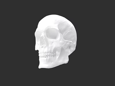 Anatomical Human Skull Model in White Color Isolated on Black Background 3d model