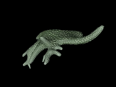 Detailed Close Up Green Lizard Paw With Reticulated Texture On Black Background 3d model