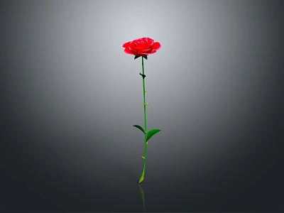 Red Rose with Green Stem and Leaves on Gray Background with Reflection 3d model