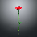 Red Rose with Green Stem and Leaves on Gray Background with Reflection