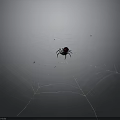 Black Spider With Red Mark On Web Gray Background And Water Droplets