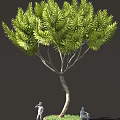Lush Green Needle Tree With Curved Trunk And Dense Foliage 3d model