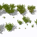 Various Types of Trees with Green Foliage and Different Sizes in Natural Setting
