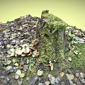 Lush Green Moss Covered Tree Stump With Fresh Mushrooms And Fallen Leaves