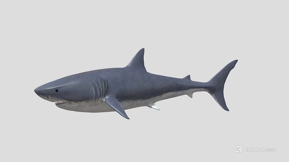Realistic Great White Shark 3D Model With Lifelike Swimming Pose 3d model 