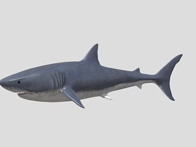 Realistic Great White Shark 3D Model With Lifelike Swimming Pose 3d model