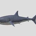 Realistic Great White Shark 3D Model With Lifelike Swimming Pose