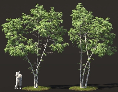 Bushes White Birch Poplar Tree Pool Solitary Tree Planting Forest Green Planting 3d model