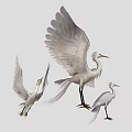 White Egrets Flying in Black Background with Spread Wings and Different Poses 3d model