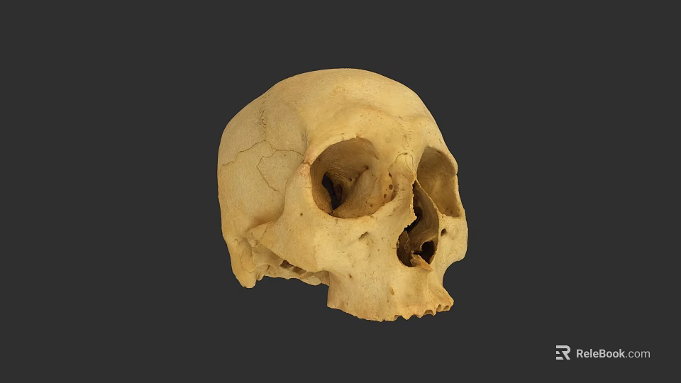 Human Skull with Natural Cracks Beige Colored on Dark Background 3d model 