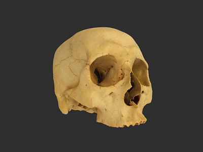 Human Skull with Natural Cracks Beige Colored on Dark Background 3d model