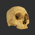 Human Skull with Natural Cracks Beige Colored on Dark Background 3d model