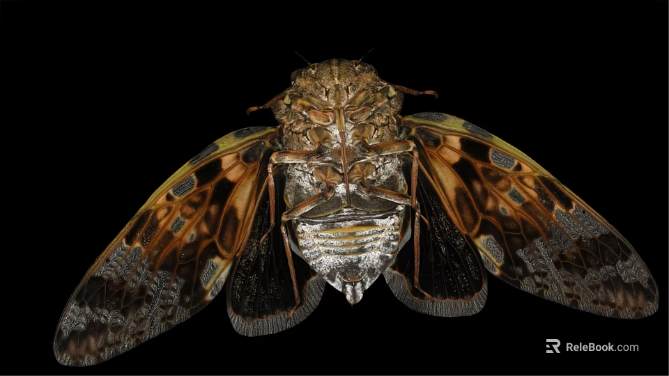 Detailed Cicada With Patterned Wings And Intricate Body Structure On Black Background 3d model