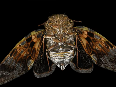Detailed Cicada With Patterned Wings And Intricate Body Structure On Black Background 3d model