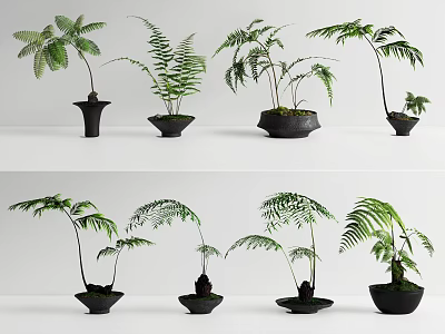 Stylish Bonsai Potted Plants With Various Fern Types In Black Pots 3d model