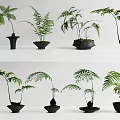 Stylish Bonsai Potted Plants With Various Fern Types In Black Pots