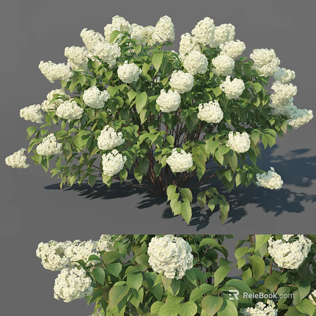 Lush White Hydrangea Bush With Blooming Flowers And Green Leaves In Garden 3d model 