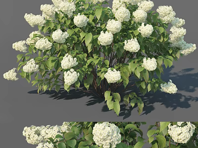 Lush White Hydrangea Bush With Blooming Flowers And Green Leaves In Garden 3d model