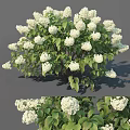 Lush White Hydrangea Bush With Blooming Flowers And Green Leaves In Garden