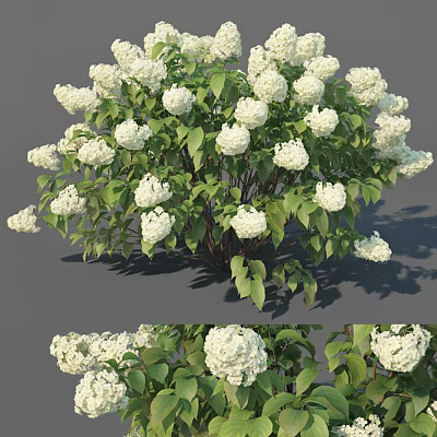 Flowers 3d model Flowers 3d model