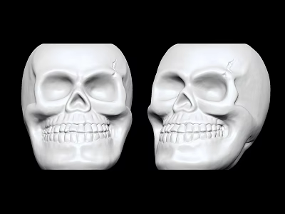 Human Skull Anatomical Model Medical Device For Educational And Surgical Training 3d model