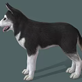 Cute Black And White Siberian Husky Standing With Tongue Out On Gray Background