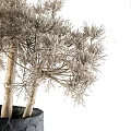 Shower Sauna Area With Black Textured Planter Holding Dried Plants Decoration