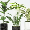 Various Potted Green Plants with Lush Leaves in Black White Ceramic Pots
