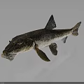 Detailed Fish Anatomy Featuring Eyes Mouth Fins And Textured Scales Structure