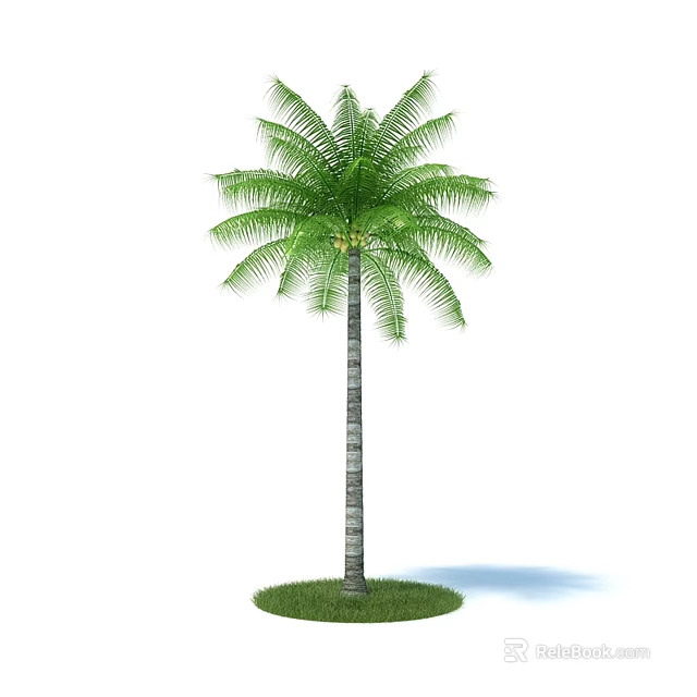 Tall Palm Tree With Green Fronds And Slender Trunk On Grass Base With Shadow 3d model 