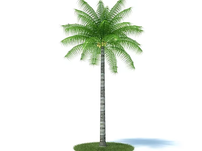 Tall Palm Tree With Green Fronds And Slender Trunk On Grass Base With Shadow 3d model
