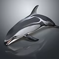 Gray And White Dolphin With Open Mouth On Reflective Dark Surface 3d model