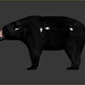 Realistic Black Bear With Black Fur And Pink Nose On Gray Background