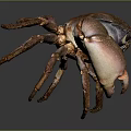 Vivid Brown And Purple Crab With Detailed Claws And Legs On Dark Background