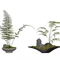 Ground Cover Plants In Decorative Potted Planters With Green Ferns And Stones