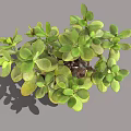 Jade Plant With Green Fleshy Leaves And Branched Stems In Pot With Soil And Shadow