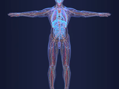 Medical Human Body Male Human Body Medical Human Body Perspective Human Body Eight Systems Popular Science Human Body 3d model