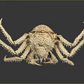 Off White Crab Specimen with Spines and Long Slender Legs on Dark Background Showing Reflection