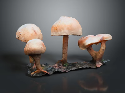 Brown Mushroom Plants with Caps and Stems on Dark Base and Background 3d model