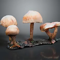 Brown Mushroom Plants with Caps and Stems on Dark Base and Background