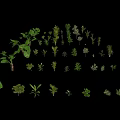Diverse Green Plants and Leaves Arranged in Various Shapes and Sizes on Black Background