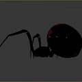Black Widow Spider With Black Body Red Marking And Long Legs On Gray Background