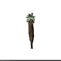 Tall Palm Tree With Green Fronds And Brown Fibrous Trunk In Natural Form